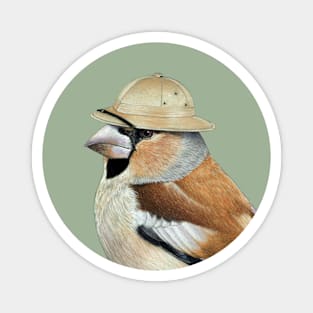 Hawfinch Magnet